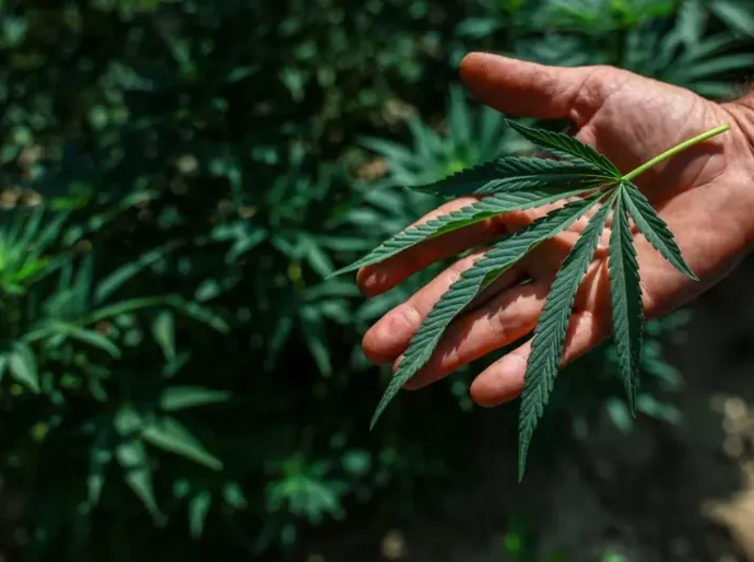 Anvisa libera cultivo de maconha para fins medicinais no Brasil e amplia acesso a medicamentos; entenda o que muda