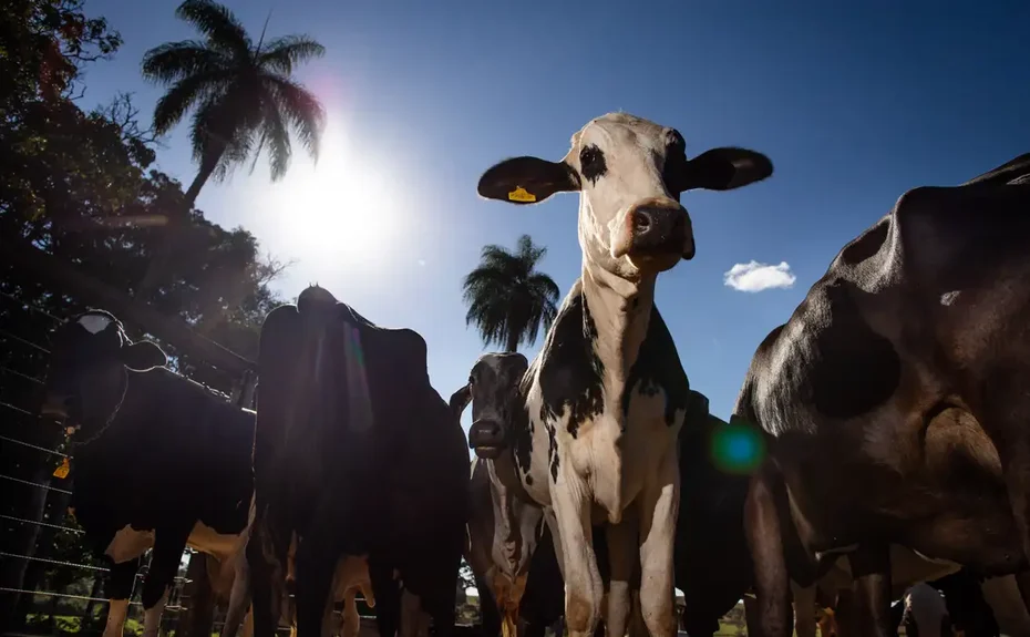 União Europeia oficializa veto à carne brasileira a partir de setembro