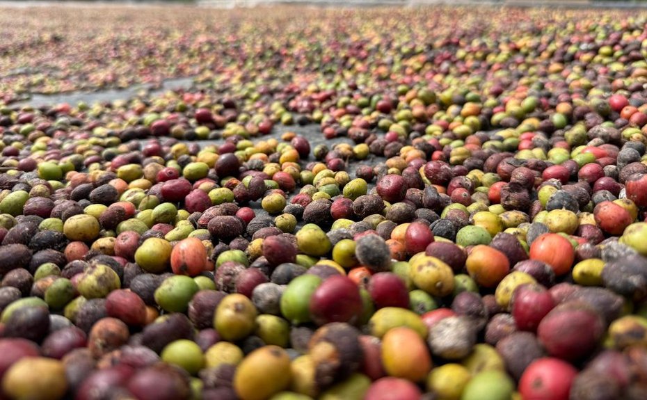 Governo de Mato Grosso lança 1º Concurso de Qualidade do Café