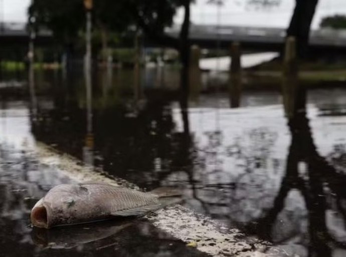 Com água baixando, moradores de Porto Alegre convivem com animais mortos, esgoto, mau cheiro nas ruas e ratos em casa