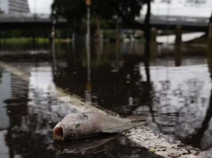 Com água baixando, moradores de Porto Alegre convivem com animais mortos, esgoto, mau cheiro nas ruas e ratos em casa