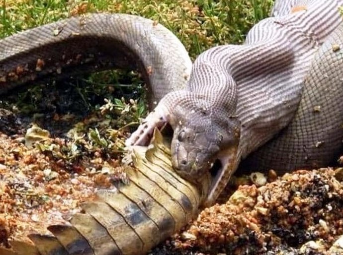 Cobra é flagrada devorando crocodilo inteiro; veja fotos