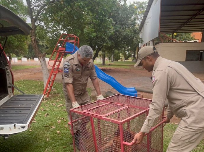 Sem conseguir andar, lobo-guará ferido é resgatado e levado ao veterinário pelo Corpo de Bombeiros Militar