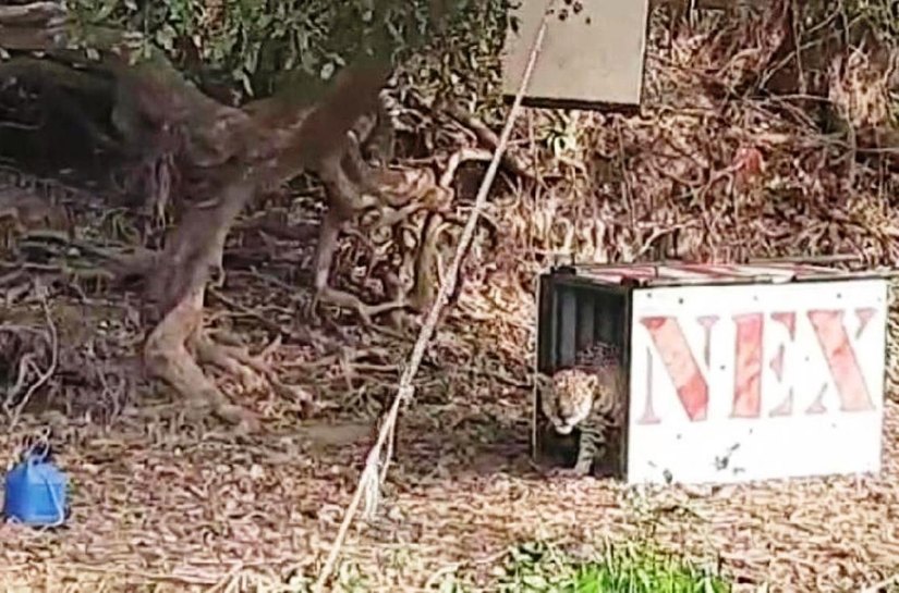 Onça volta ao Pantanal após se recuperar de ferimentos causados por incêndios florestais