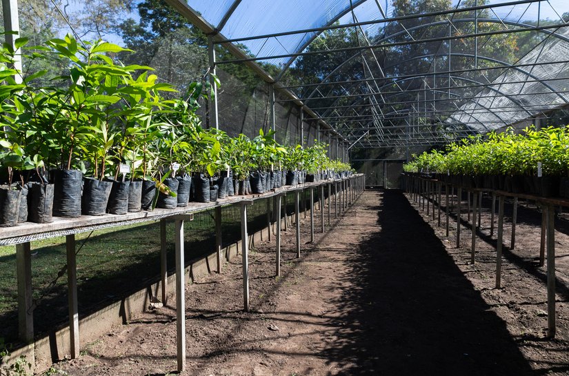 Cuiabá retoma arborização urbana com meta de 3.500 novas árvores na temporada de chuvas