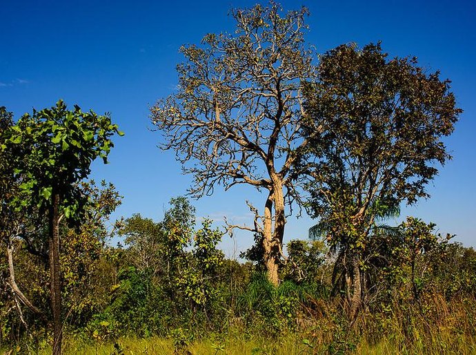 Dia do Cerrado: Mato Grosso registra queda de 11% nos alertas de desmatamento no bioma neste ano