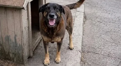 'O que adolescentes fizeram com cão Orelha acontece todas as noites em muitas casas do Brasil, ao vivo no Discord', alerta juíza Vanessa Cavalieri