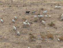 Polícia Civil investiga maus-tratos contra bovinos em propriedades rurais em Jauru