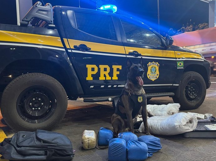 Cão farejador ajuda PRF a apreender mais de 18 kg de Skunk em ônibus interestadual em Rondonópolis, MT
