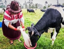 'Ouro bovino': o negócio milionário de venda de cálculos biliares de vacas da América do Sul para a China