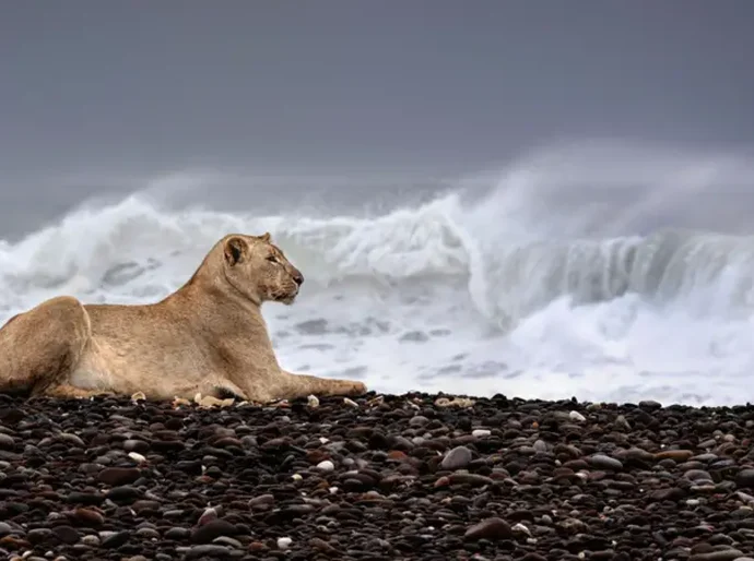 As incríveis imagens de leões que abandonaram deserto para caçar na praia