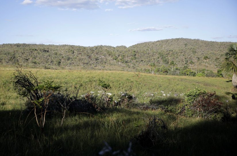 Campeãs em desmatamento, terras privadas têm 62% do Cerrado nativo