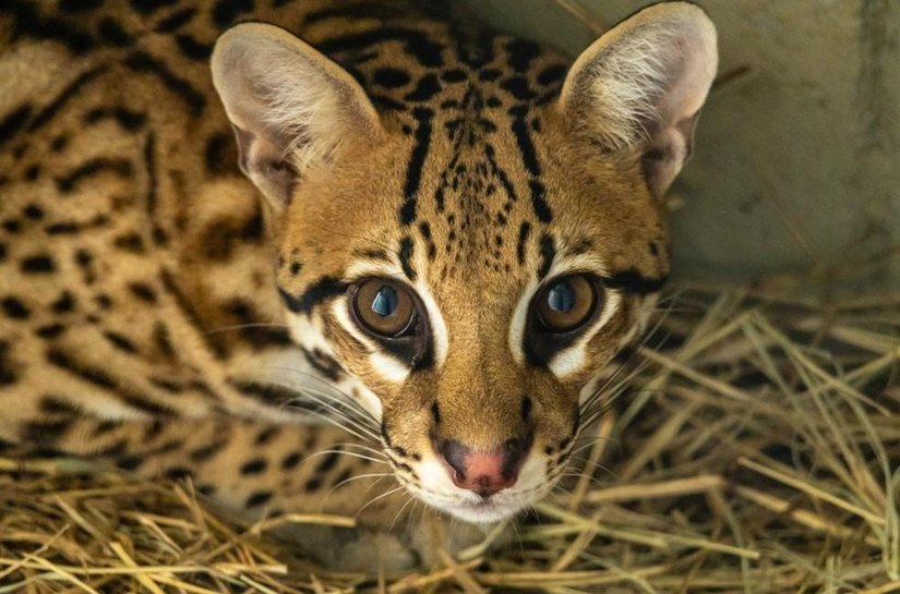 Jaguatirica de MT resgatada em queimada se adapta bem a Zoológico de São Paulo após transferência