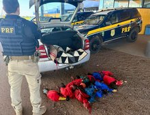 PRF apreende aves e lavra TCO por crime ambiental na BR-070, em Barra do Garças,MT