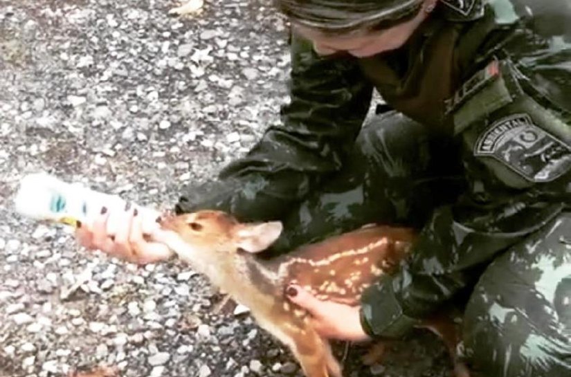 Batalhão Ambiental resgatou 371 animais e apreendeu 3,5 toneladas de pescado irregular