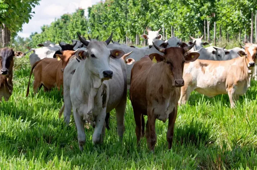As 'supervacas' que fizeram do Brasil o maior exportador de carne do mundo