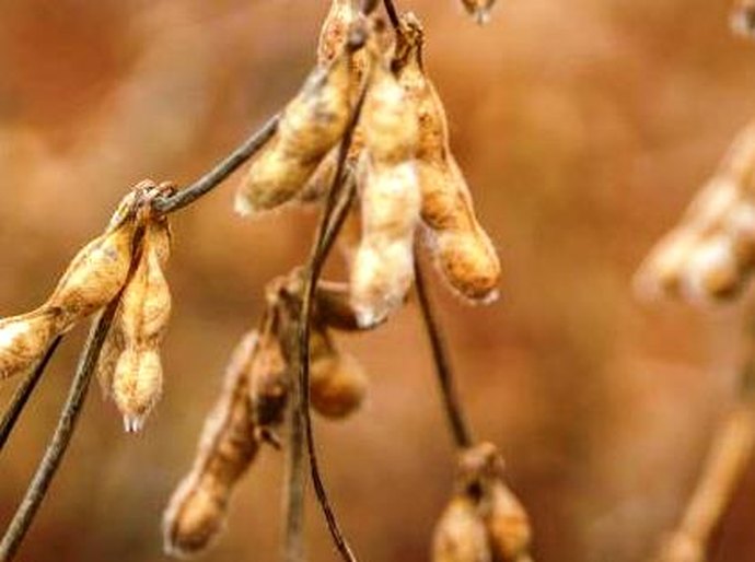 Economia agrícola de Mato Grosso cresce e volta a ser a maior do país