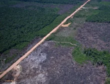 Desmatamento na Amazônia cai 36,87% no último ano