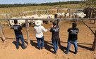 Operação integrada entre as Forças de Segurança Pública resulta na recuperação de rebanho furtado em propriedade rural em Cocalinho,MT