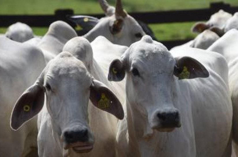 Brasil tem 9 vezes mais gado e galinha do que gente; mapa mostra quantos são na sua cidade