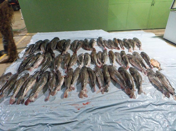 Companhia Ambiental da PM apreende 412 quilos de pescado irregular em Poxoréu, MT