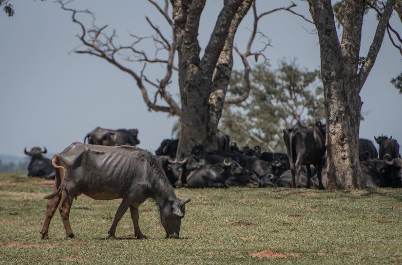O calvário de 600 búfalos abandonados à morte para dar lugar ao plantio de soja