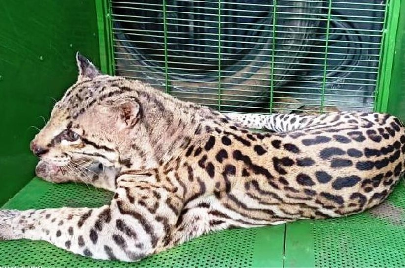 Batalhão Ambiental e Corpo de Bombeiros resgatam jaguatirica em Várzea Grande