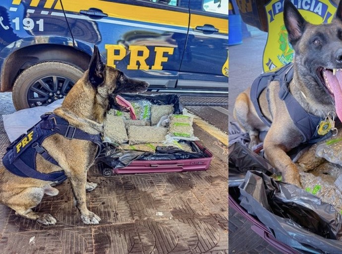 PRF apreende 11 kg de skunk em ônibus interestadual na BR-364 em Rondonópolis,MT