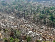 COP 30: as duras críticas às políticas ambientais do Brasil publicadas em importante jornal científico