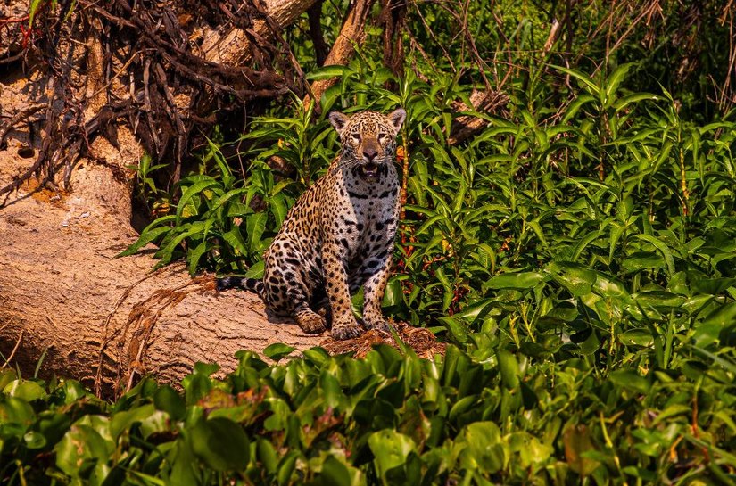 Documentário apoiado pelo Governo projetará turismo no Pantanal mato-grossense para o mundo