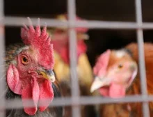 Gripe aviária: trabalhador de granja no RS é isolado por possível infecção