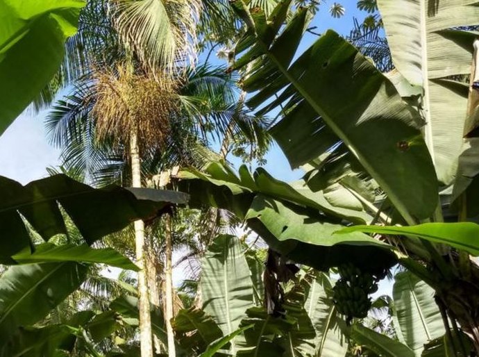 A alternativa ao açaí que pode ajudar a preservar a Mata Atlântica