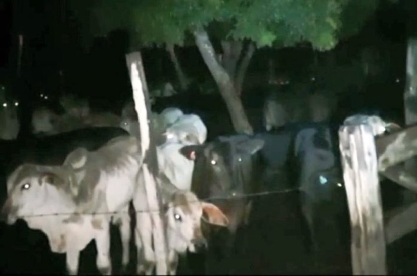Operação Boi Bravo: Polícia cumpre prisão de envolvido em roubo de gado, sequestro e cárcere privado
