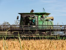 Mato Grosso lidera produção nacional de arroz de sequeiro, aponta Anuário Brasileiro do Arroz 2025