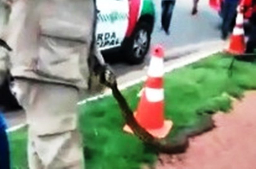 Veja Foto e Vídeos: Sucuri de 2 metros é resgatada em Várzea Grande