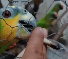 Criadouro ilegal em VG: homem é preso por vender papagaios e periquitos a R$ 1,4 mil e até dar maconha aos animais