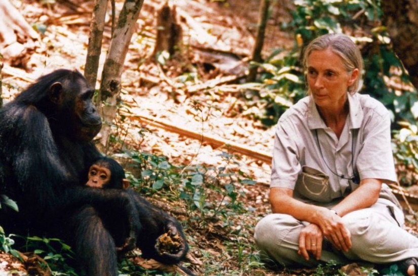 Jane Goodall: “Não deixarei que sujeitos como Trump e Bolsonaro me façam calar. Morrerei lutando”