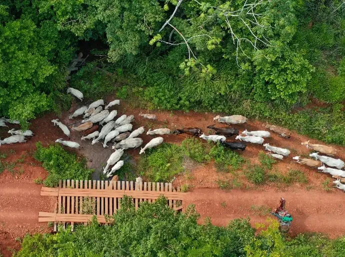 Funai solicita apoio da PF para investigar emboscada no Pará