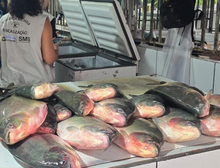 Operação conjunta apreende aproximadamente meia tonelada de pescado irregular em feira da Capital