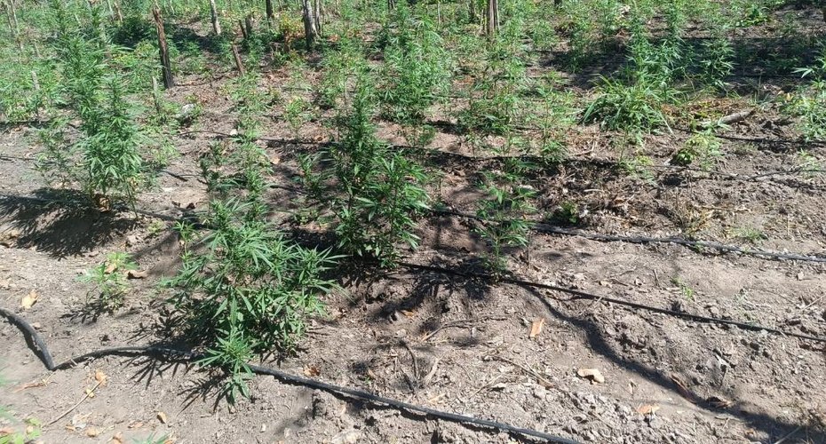PM desarticula a 70ª invasão de terra e apreende plantação com 5 mil pés de maconha em Luciara