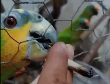 Criadouro ilegal em VG: homem é preso por vender papagaios e periquitos a R$ 1,4 mil e até dar maconha aos animais