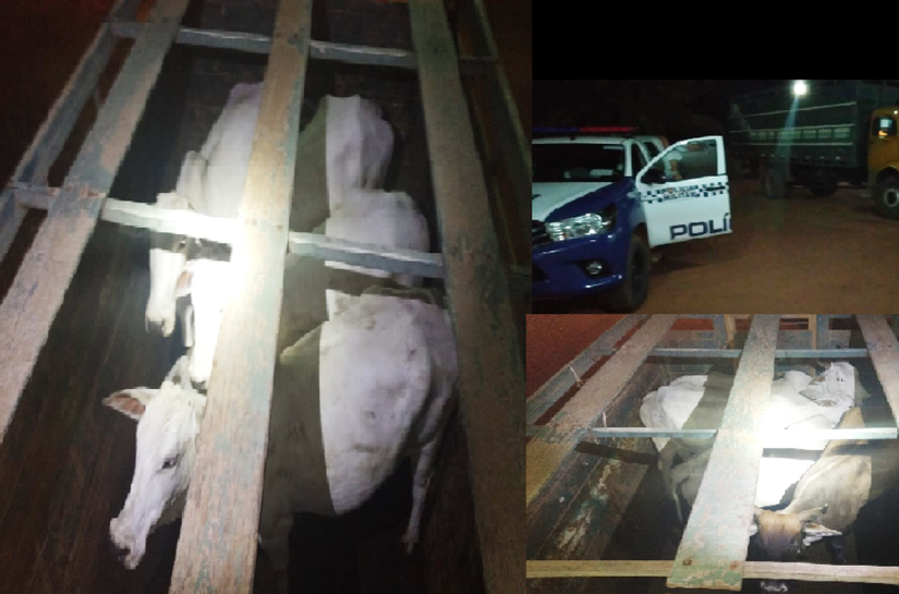 PM descobre furto de gado e prende caseiro da propriedade em Conquista D’Oeste