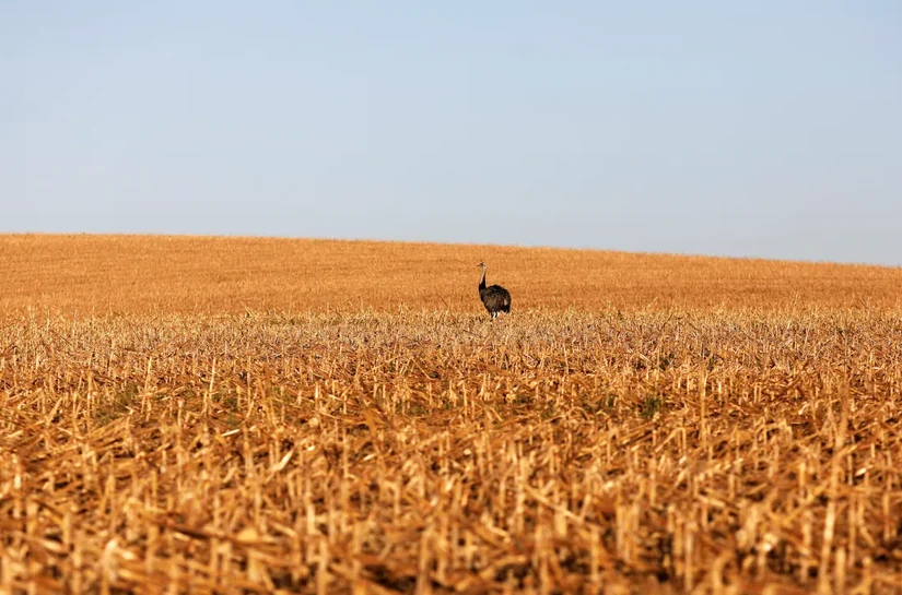 Em meio a críticas do agro, governo lança Plano Safra com crédito mais caro