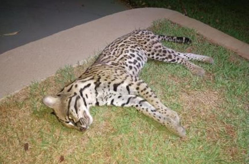 Motociclista atropela e mata jaguatirica de 2 anos próximo a ponte Sérgio Mota, em VG