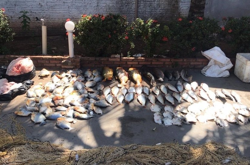 Polícia Militar e Sema apreendem 102 quilos de pescado e 33 quilos de carne de jacaré em Barão de Melgaço