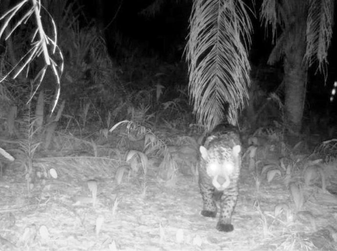 Sema/MT monitora animais silvestres da Estrada Parque Transpantaneira com câmeras acionadas por movimento