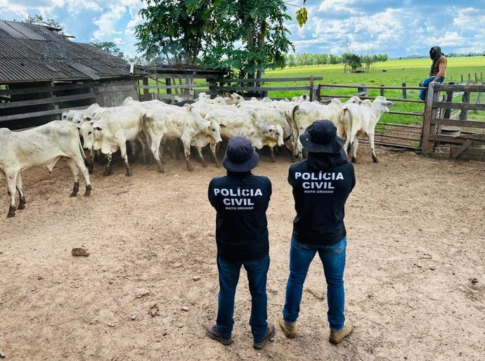 Polícia Civil recupera gado furtado e evita prejuízo de mais R$ 120 mil a pecuarista