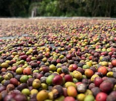 Governo de Mato Grosso lança 1º Concurso de Qualidade do Café