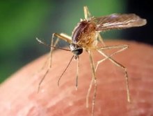 O vírus transmitido por mosquitos que se espalha pelos EUA e pela Europa sem cura ou vacina