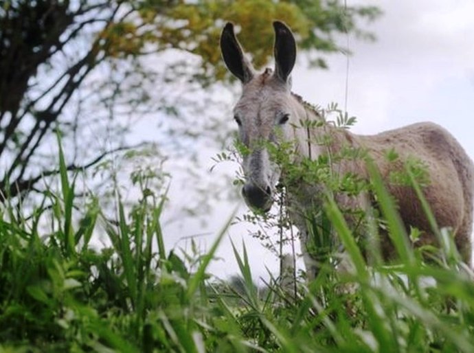 'É como matar um cão': o polêmico abate de jegues no Nordeste para produção de remédio na China